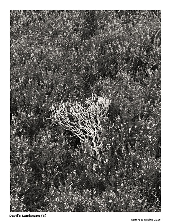 IMG 4525 WEB VERSION ROBERT W DAVIES